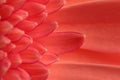 close up picture of pink gerbera daisy flower petals Royalty Free Stock Photo