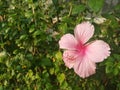 Close up picture of pink hibiscus or Chinese rose in green garden.