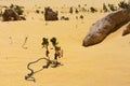 Close-up picture of a plant growing on the sand. Dry landscape and environment. The Pinnacles desert, West Australia WA, West Royalty Free Stock Photo