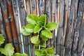 Plectranthus verticillatus close up. Perennial green plant, also called money plant