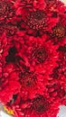 Close up picture of red Chrysanthemum flower Royalty Free Stock Photo