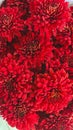 Close up picture of red Chrysanthemum flower Royalty Free Stock Photo