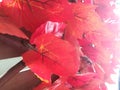 Red leaves. Autumn leaves background. Beauty in the nature. Royalty Free Stock Photo