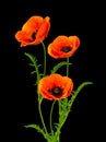 Wonderful red Poppies on blurred background Royalty Free Stock Photo