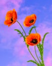 Wonderful red Poppies on blurred background Royalty Free Stock Photo