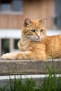 Close up picture of red tabby cat relaxing in the garden Royalty Free Stock Photo