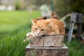 Close up picture of red tabby cat relaxing in the garden Royalty Free Stock Photo