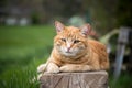 Close up picture of red tabby cat relaxing in the garden Royalty Free Stock Photo