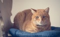 Close up picture of red tabby cat relaxing at home Royalty Free Stock Photo