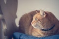 Close up picture of red tabby cat relaxing at home Royalty Free Stock Photo