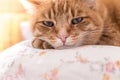 Close up picture of red tabby cat relaxing at home Royalty Free Stock Photo