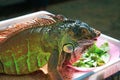 Close up picture of a resting iguana in a sunny and beautiful garden Royalty Free Stock Photo