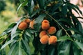 Close up picture of ripe peaches on peach tree or in the organic farming orchard or home garden in summer before be Royalty Free Stock Photo