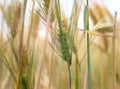 Blades of riped wheat close up Royalty Free Stock Photo