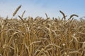 Close up Picture on the riped wheat filed. Dried yellow grains and straws in the summer day waiting for the combine harvester. Royalty Free Stock Photo