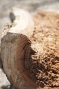 Close-up picture of rotten wood dust. Brown decayed log. Royalty Free Stock Photo