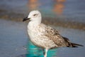 Close up picture of a seagull bathing in the sun near the seashore