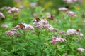 Close up picture of several butterflies in flowers