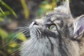 Close up picture of siberian cat with big green yellow eyes Royalty Free Stock Photo