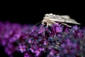 Close up picture of the side of a moth showing its extended proboscis