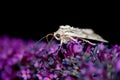 Close up picture of the side of a moth showing its extended proboscis Royalty Free Stock Photo