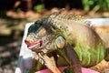 Close up picture of a sleeping iguana