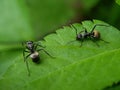 Close up picture of small black ants, called Odorous House Ants, insects, fauna, animals Royalty Free Stock Photo