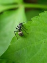 Close up picture of small black ants, called Odorous House Ants, insects, fauna, animals Royalty Free Stock Photo