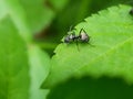 Close up picture of small black ants, called Odorous House Ants, insects, fauna, animals Royalty Free Stock Photo