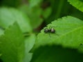 Close up picture of small black ants, called Odorous House Ants, insects, fauna, animals Royalty Free Stock Photo