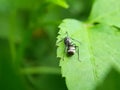 Close up picture of small black ants, called Odorous House Ants, insects, fauna, animals Royalty Free Stock Photo