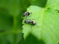 Close up picture of small black ants, called Odorous House Ants, insects, fauna, animals Royalty Free Stock Photo