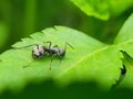 Close up picture of small black ants, called Odorous House Ants, insects, fauna, animals Royalty Free Stock Photo