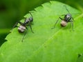 Close up picture of small black ants, called Odorous House Ants, insects, fauna, animals Royalty Free Stock Photo