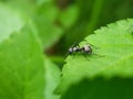 Close up picture of small black ants, called Odorous House Ants, insects, fauna, animals Royalty Free Stock Photo