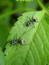 Close up picture of small black ants, called Odorous House Ants, insects, fauna, animals Royalty Free Stock Photo