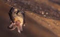 Close up picture of small Brown long-eared bat Plecotus auritus