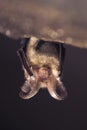 Close up picture of small Brown long-eared bat Plecotus auritus hanging upside down in dark cave