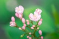 Close up picture of small pink flower and black ant Royalty Free Stock Photo