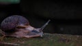 Close up picture of a snail creeping in the garden with nice blurry background