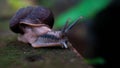 Close up picture of a snail creeping in the garden with nice blurry background