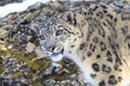 Close up picture of snow leopard