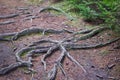 Close up picture on Spruce tree roots. Royalty Free Stock Photo