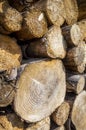 Close up picture of stacked tree logs Royalty Free Stock Photo
