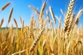close-up picture of stems of wheat just before harvest Royalty Free Stock Photo