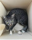 Tabby cat in the paper box. Royalty Free Stock Photo