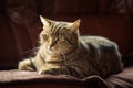 Close up picture of a tabby cat Royalty Free Stock Photo