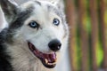 Alaskan Husky dog is looking straight at the camera with curiosity Royalty Free Stock Photo