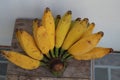 Close-up picture of Thailand called Hak Mook banana. Yellow bananas of thailand