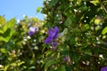 Thunbergia erecta Benth. T. Anderson flower